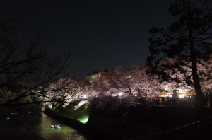 夜桜見物②