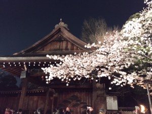 夜桜能